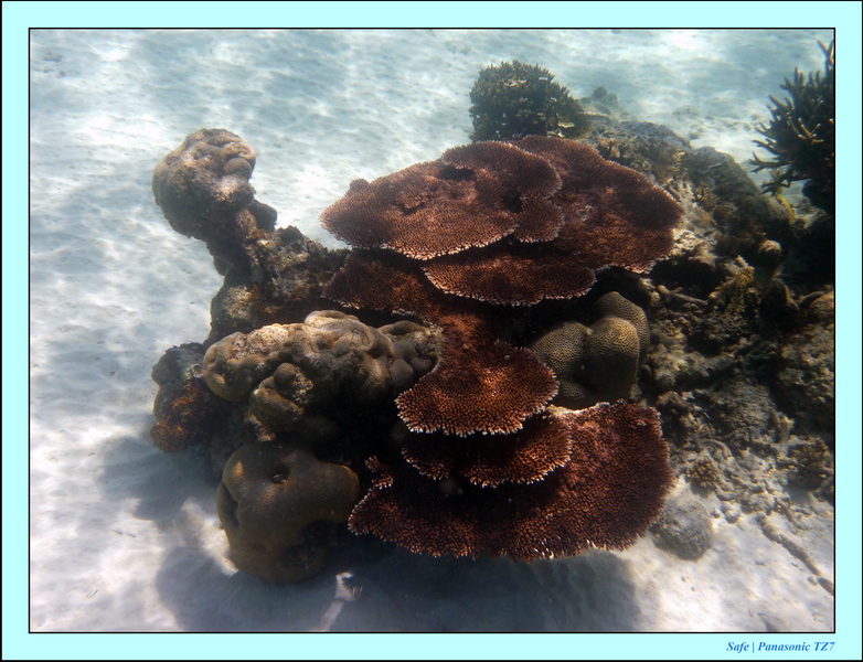 2009   07   Perhentians 012